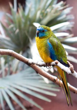 Sarı, yeşil ve mavi kapak parots tüy ile renkli papağan