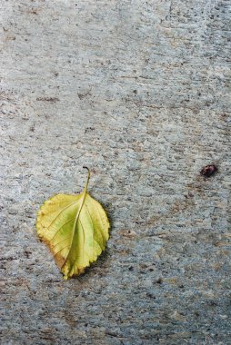 doğal gri taş üzerinde sonbahar yaprağı