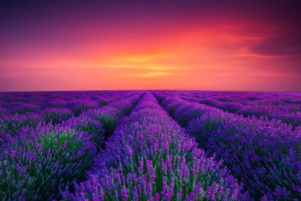 Flor Lavanda Floreciendo Campos Perfumados Filas Interminables — Foto de Stock