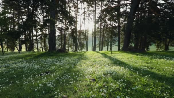 Paisagem Florestal Nevoeiro Matutino Primavera — Vídeo de Stock