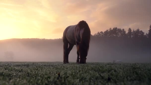 Horse Grazing Pasture Sunrise Spring — Stock Video