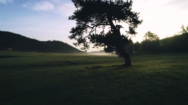 Paisaje Forestal Niebla Matutina Primavera — Vídeo de stock