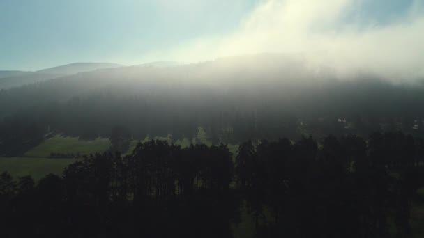 Лесной Пейзаж Утренний Туман Весной — стоковое видео