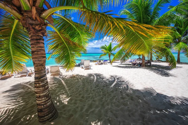 Пальма Тропічний Пляж — стокове фото
