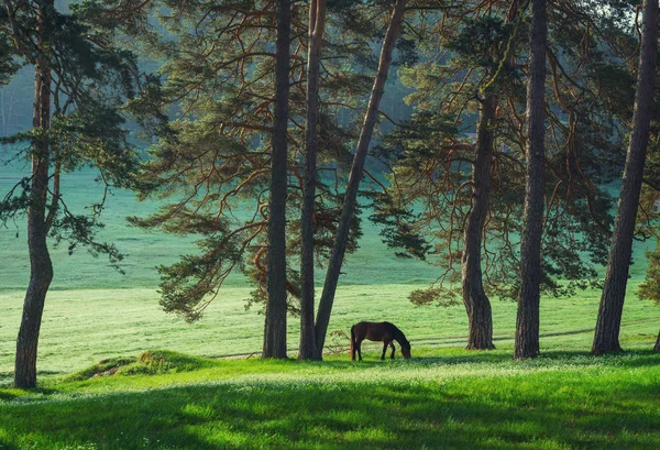 Mystic Soluppgång Över Berget Drömmande Wild Häst Betande Färska Gräset — Stockfoto