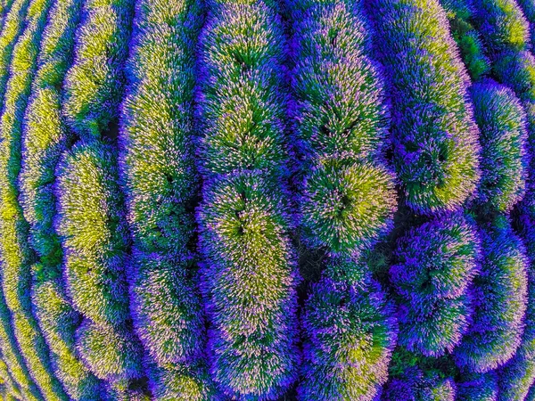 Veduta Aerea Dei Campi Profumati Fioriti Fiori Lavanda File Infinite — Foto Stock