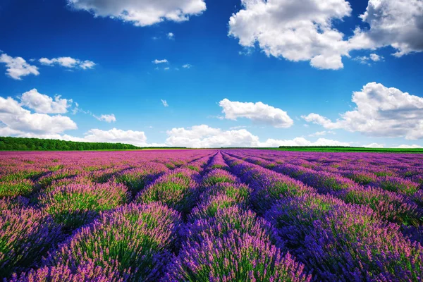 Lavendel Blomma Blommande Doftande Fält Ändlösa Rader — Stockfoto