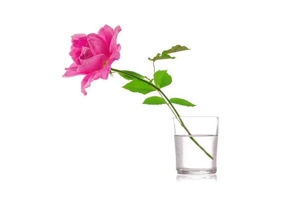 Krásná Růžová Růže Izolované Bílém Pozadí — Stock fotografie