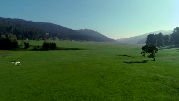 Bos Landschap Ochtend Mist Voorjaar Seizoen Video — Stockvideo