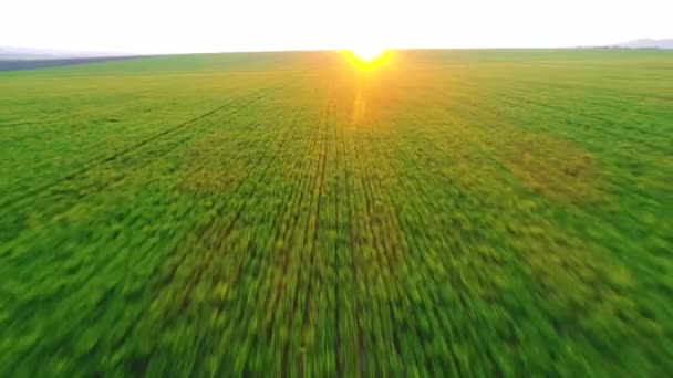 Πράσινο Αγροτικό Τομέα Και Μπλε Ηλιοβασίλεμα Ουρανό Βίντεο — Αρχείο Βίντεο
