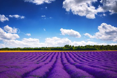 Lavanta çiçeği bitmeyen sıralarda kokulu tarlalar açıyor..