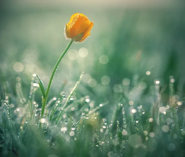 Beautiful Yellow Daisy Morning Dew Shallow Depth Field — Stock Photo, Image