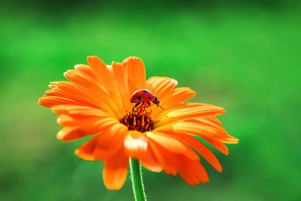 Joaninha Flor Gerbera Laranja Sol Contra Grama — Fotografia de Stock