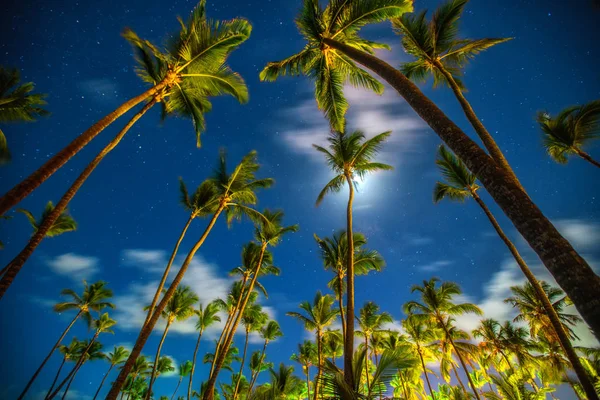 Tropických Noční Obloha Kokosových Palem Hvězdy Měsícem — Stock fotografie