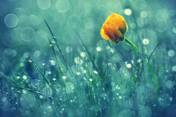 Schöne Gelbe Gänseblümchen Morgentau Geringe Tiefenschärfe — Stockfoto