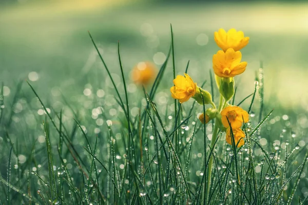 Beautiful Yellow Daisy Morning Dew Shallow Depth Field — Stock Photo, Image