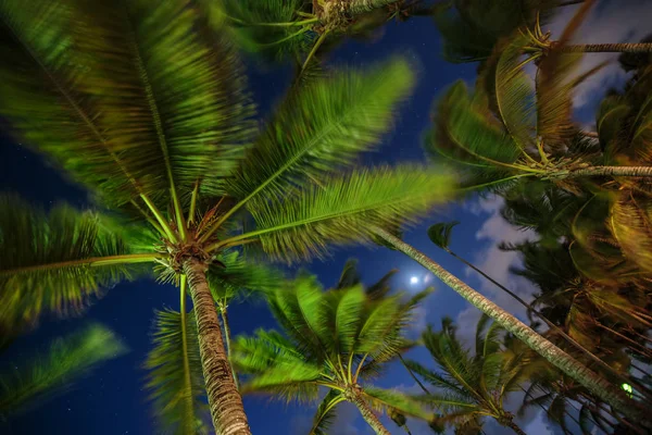 Palmy Pozadí Krásnou Noční Oblohu Hvězdami Mraky — Stock fotografie