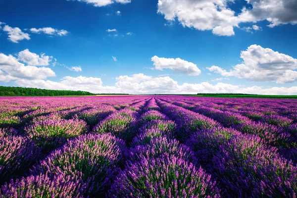 Lavanda Flor Florescendo Campos Perfumados Linhas Intermináveis — Fotografia de Stock