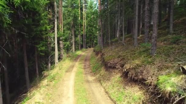 Strada Sentiero Sentiero Nel Bosco Montagna — Video Stock