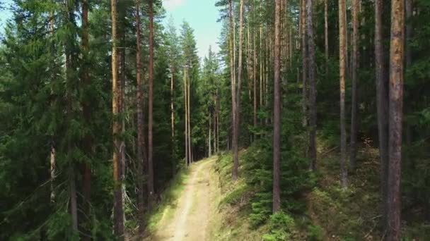 Δρόμος Μονοπάτι Κομμάτι Ένα Ορεινό Δάσος — Αρχείο Βίντεο