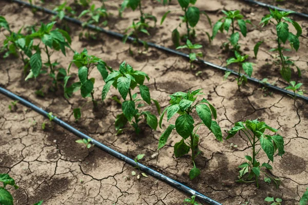 Paprikapflanze Paprika Sämlinge Gewächshaus Bio Gemüse Gartenbau — Stockfoto