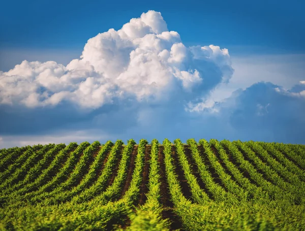 Vignoble Pleine Croissance Ciel Nuageux — Photo