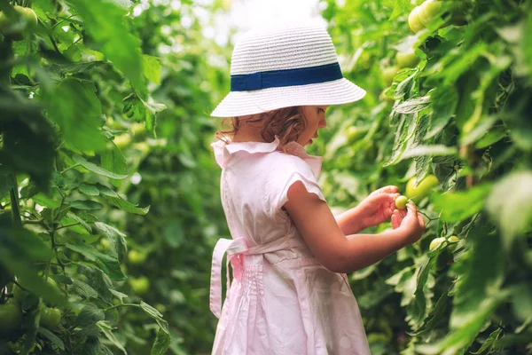 Jardineiro Bonito Menina Pegou Tomates Orgânicos Casa Verde Horticultura — Fotografia de Stock