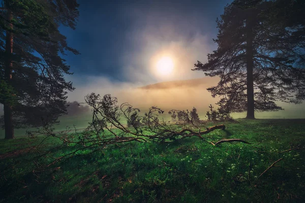 Paisagem Florestal Nevoeiro Matutino Primavera — Fotografia de Stock
