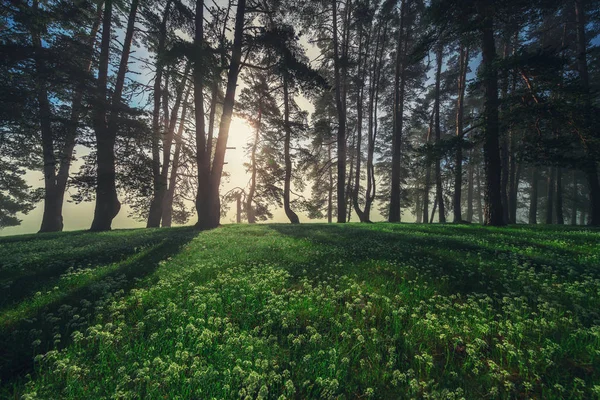 春の森林景観と朝霧 — ストック写真