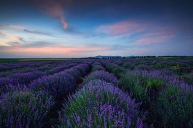 Lavanta çiçeği bitmeyen sıralarda kokulu tarlalar açıyor..