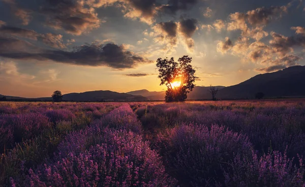 Lavender Flower Blooming Scented Fields Lonely Tree Endless Rows — Stock Photo, Image