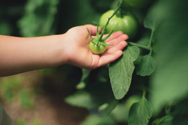 Tomates Las Manos Mano Niña Sosteniendo Tomate Verde Orgánico Recoger — Foto de Stock