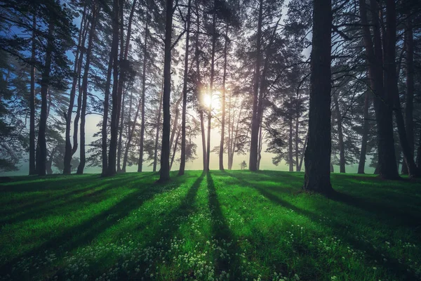 Erdei Táj Reggel Köd Tavasszal — Stock Fotó