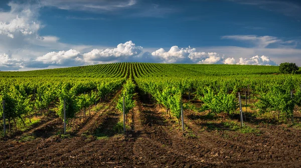 Vignoble Pleine Croissance Ciel Nuageux — Photo