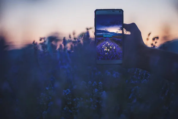 Lavendel Blomma Blommande Doftande Fältet Ensamt Träd Oändliga Rader Och Royaltyfria Stockbilder