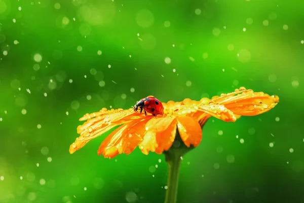 Joaninha Flor Margarida Gotas Água Fundo Abstrato — Fotografia de Stock