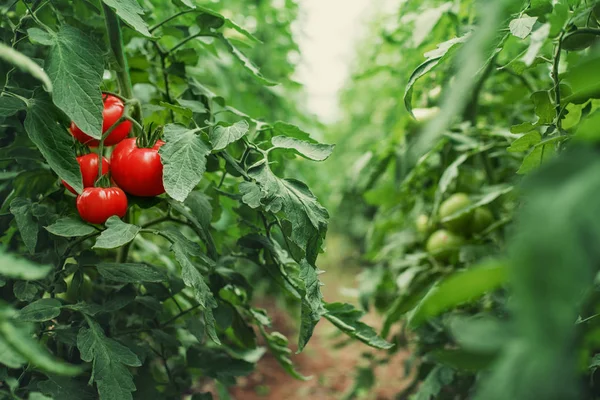 Tomates Numa Estufa Horticultura Produtos Hortícolas — Fotografia de Stock