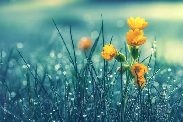 Schöne Gelbe Gänseblümchen Morgentau Geringe Tiefenschärfe — Stockfoto