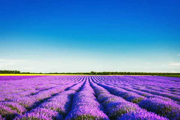 Lavender Flower Blooming Scented Fields Endless Rows — Stock Photo, Image