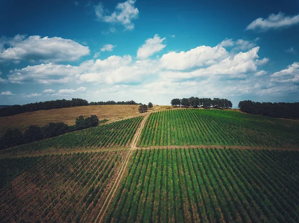 Aerial View Vineyard Europe — Stock Photo, Image