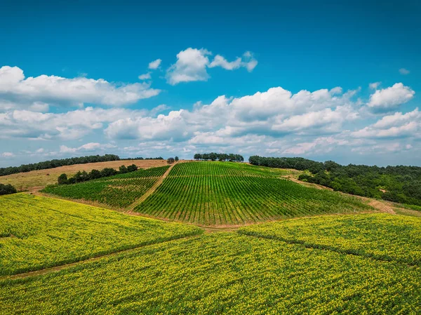 Widok Lotu Ptaka Nad Winnicy Europie — Zdjęcie stockowe