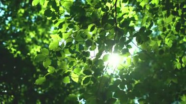 Orman ağaçları yeşil yaprakları ve güneş ışığında parlayan video