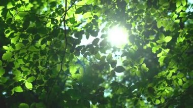 Orman ağaçları yeşil yaprakları ve güneş ışığında parlayan video