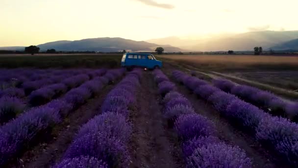 Lavender Field Sunset Old Van Rows — Stock Video