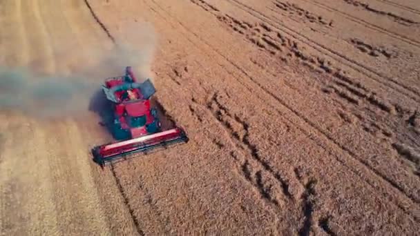 Aerial Drönarvy Den Skördetröska Som Arbetar Fältet Stora Vete — Stockvideo