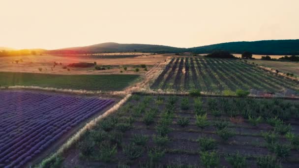 Letecký Pohled Západ Slunce Nad Zemědělské Půlsnímků Venkově Levandule Pšenice — Stock video