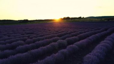 Lavanta alanını Provence ve tarım arazileri üzerinde güzel gün batımı