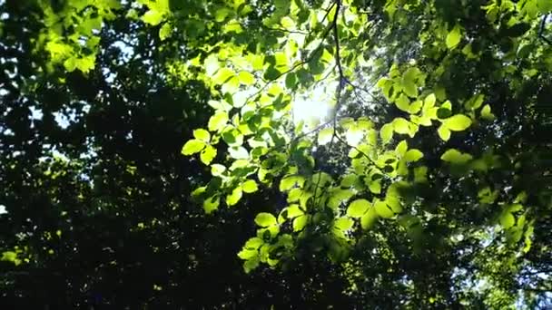 Árboles Forestales Hojas Verdes Brillando Video Luz Solar — Vídeo de stock