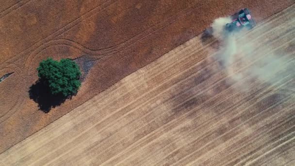 Vista Aérea Drone Combinação Que Trabalha Campo Dourado Grande Trigo — Vídeo de Stock