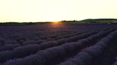 Lavanta alanını Provence ve tarım arazileri üzerinde güzel gün batımı
